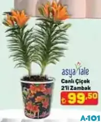 ASYA LALE CANLI ÇİÇEK 2'Lİ ZAMBAK ASYA LALE CANLI ÇİÇEK 2'Lİ ZAMBAK
